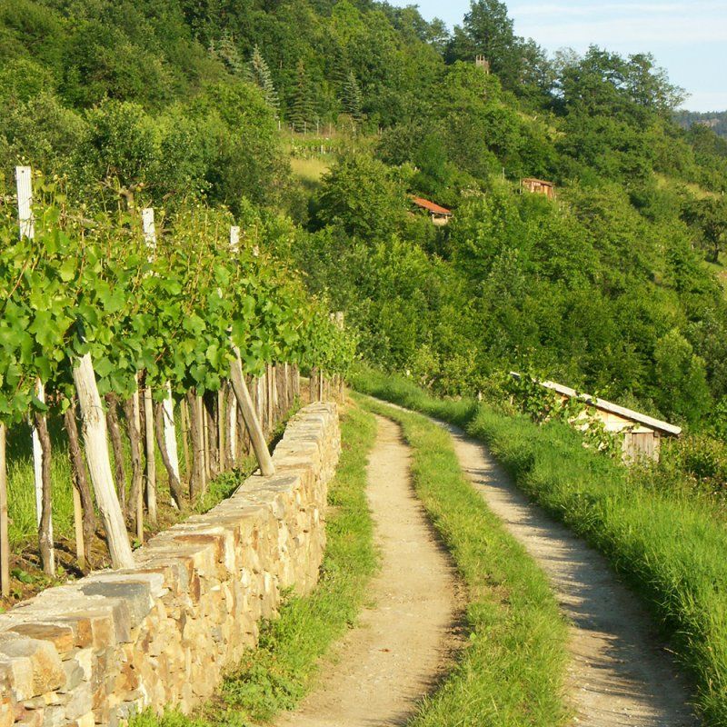 Wanderweg am Weingarten, Gasthof Weißes Rössl, Mühldorf/Wachau